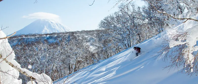 Niseko Pow Trees © Niseko Promotion Board 21x9