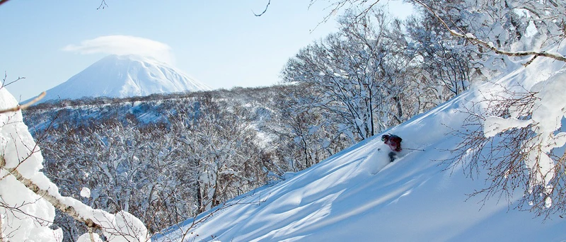 Niseko Pow Trees © Niseko Promotion Board 21x9