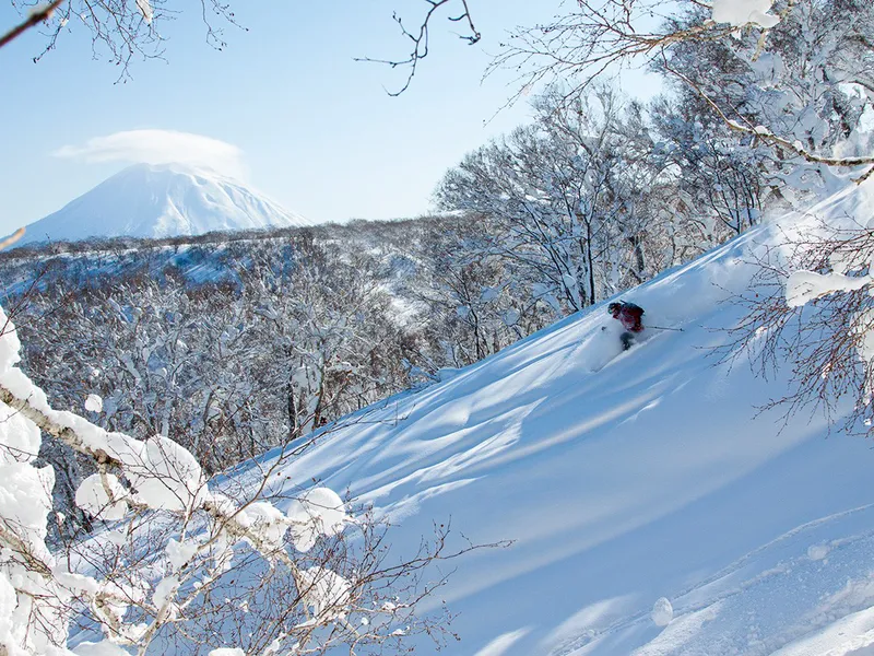 Niseko powder trees © Niseko Promotion Board