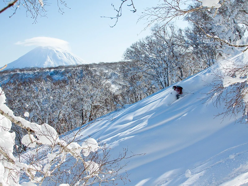 Niseko powder trees © Niseko Promotion Board