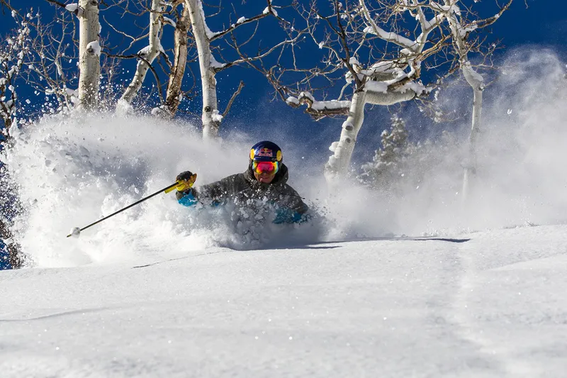 Aspen glades bluebird © Jesse Hoffman
