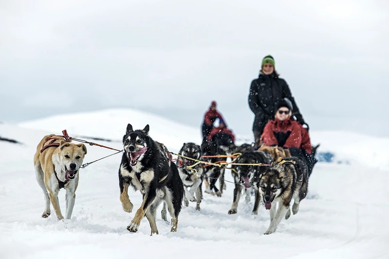 5d1dc2c1ae284bjorkliden dog sled credit markus alatalo