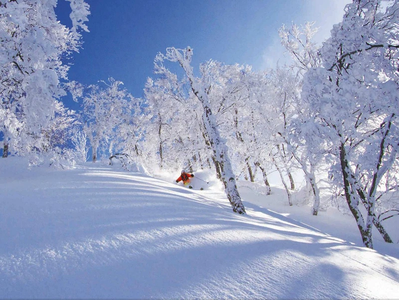 Nozawa Onsen powder bluebird