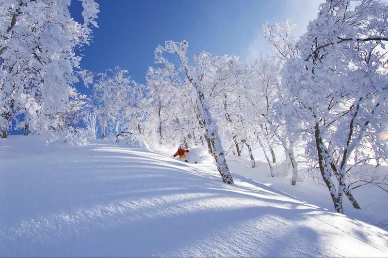 Nozawa Onsen powder bluebird