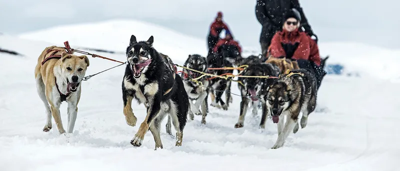 5d1dc68e1c6bcbjorkliden dog sled credit markus alatalo 21x9
