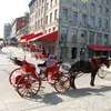 Montreal horse carriage