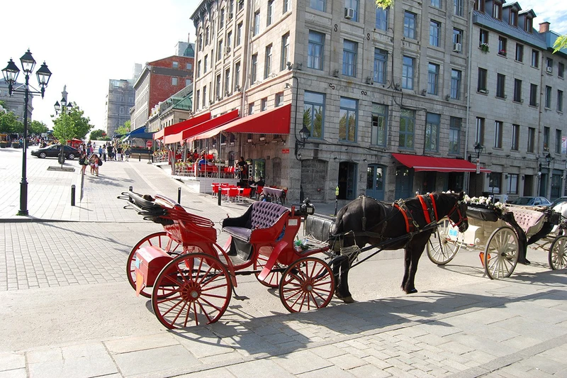 Montreal horse carriage