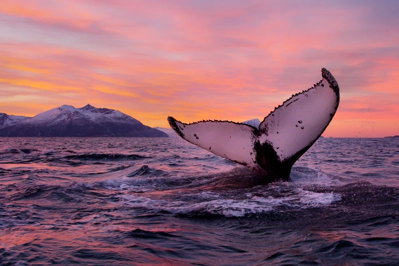 Tromsø Whale Watching at Dusk