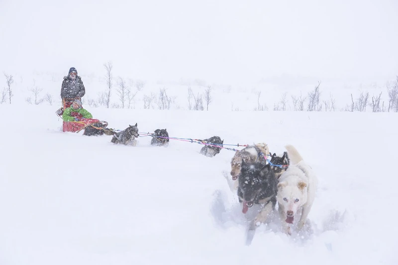5d1dc76e147c3tromso dog sledding
