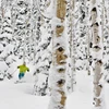 5d1dc7ac35944park city tree skiing credit dan campbell