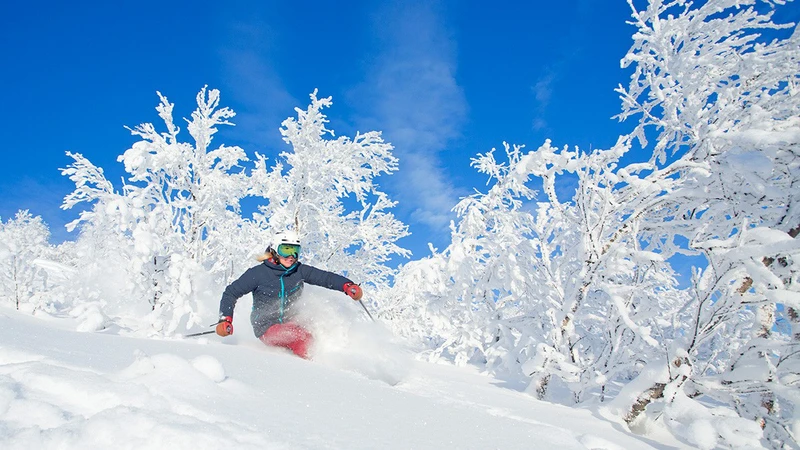 5d1dc7c2988e4are skier trees snow credit karl hagglund skistar 16x9