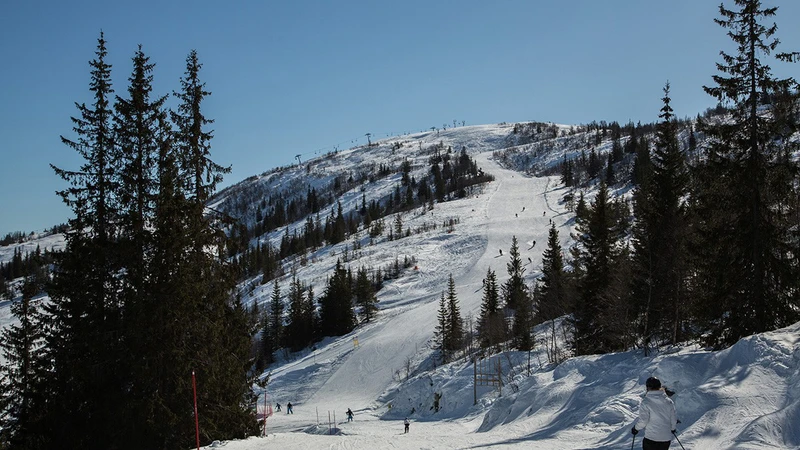 5d1dc7c704b48voss groomer credit terje nesthus16x9