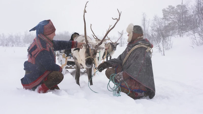 5d1dc846e2db9sami reindeer herders nr tromso