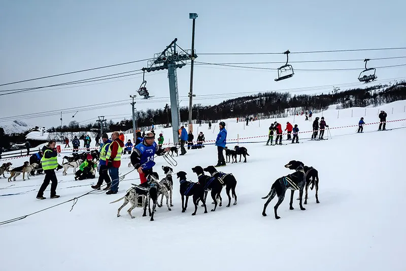 5d1de59e6efc7beitostolen husky race