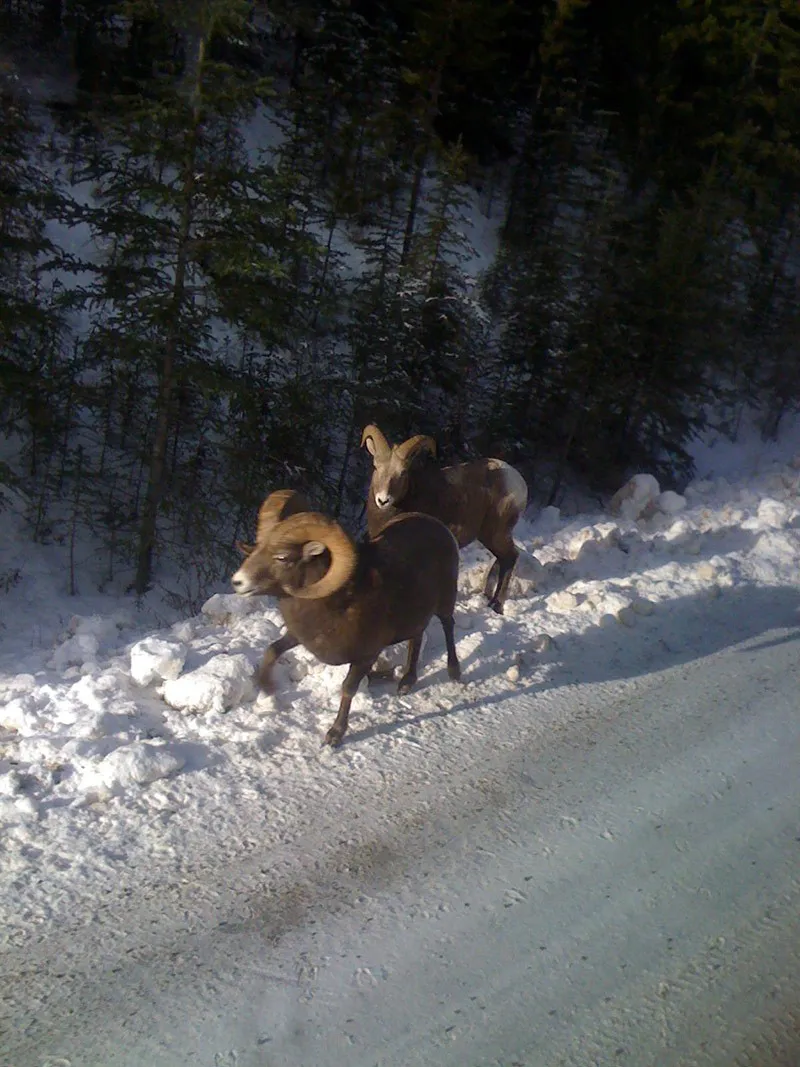 5d1de68a4eb86luke dorking wildlife spotting in banff