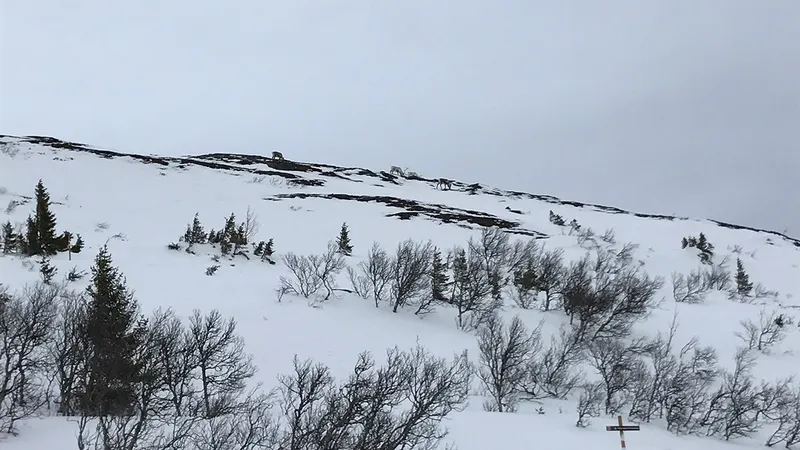 5d1de6bd6e5a9reindeers in are 3