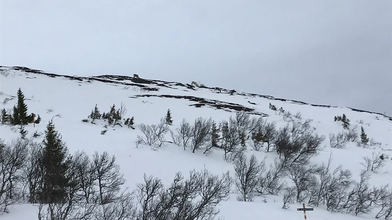 5d1de6bd6e5a9reindeers in are 3
