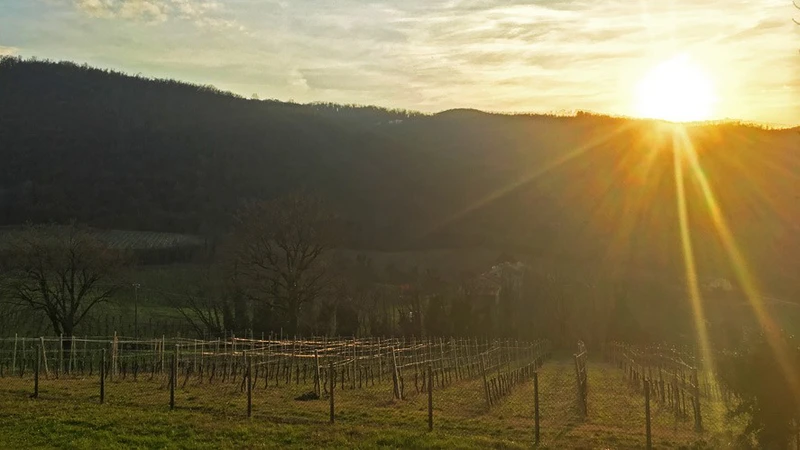 5d1de6d0a4ae4day 1 vineyard