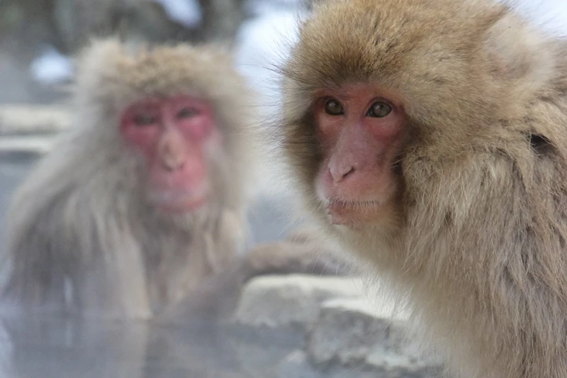 5d1de6e10ec56daniel wickham japan