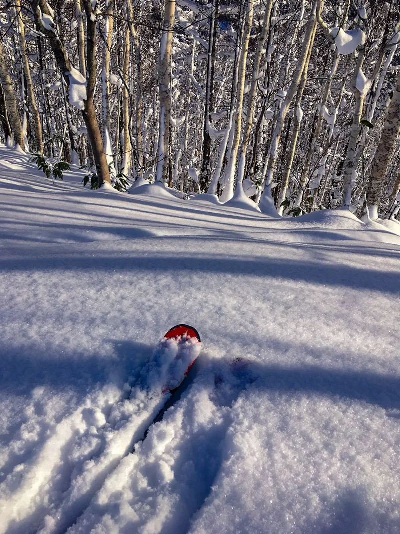 5d1de71f115a1rusutsu tree run