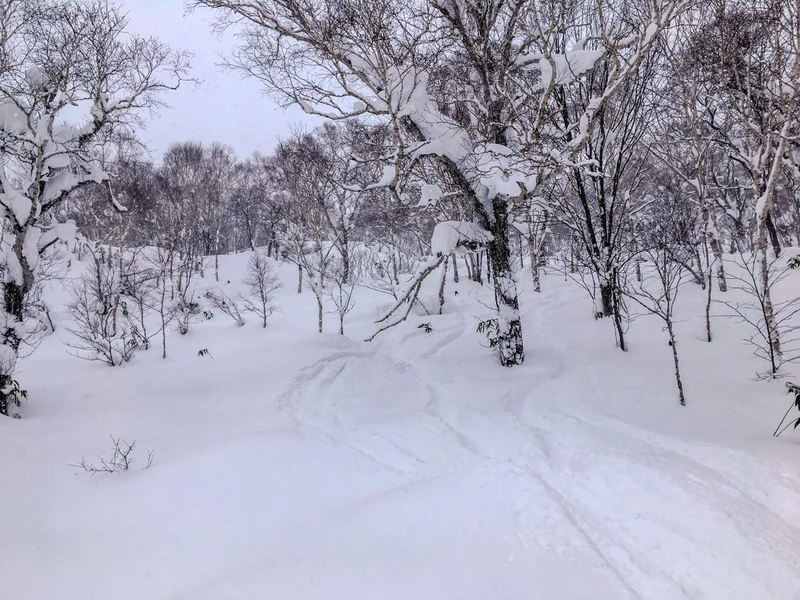 5d1de746574ecchisenupuri cat skiing tree runs