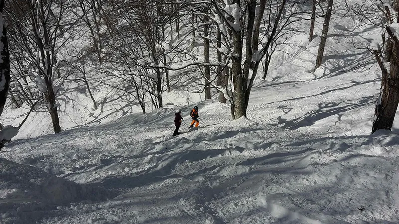 Tree Skiing in Hakuba