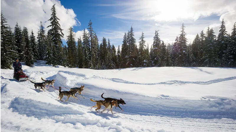 5d1de7a540aeewhistler dog sledding credit tourism whistler mike crane