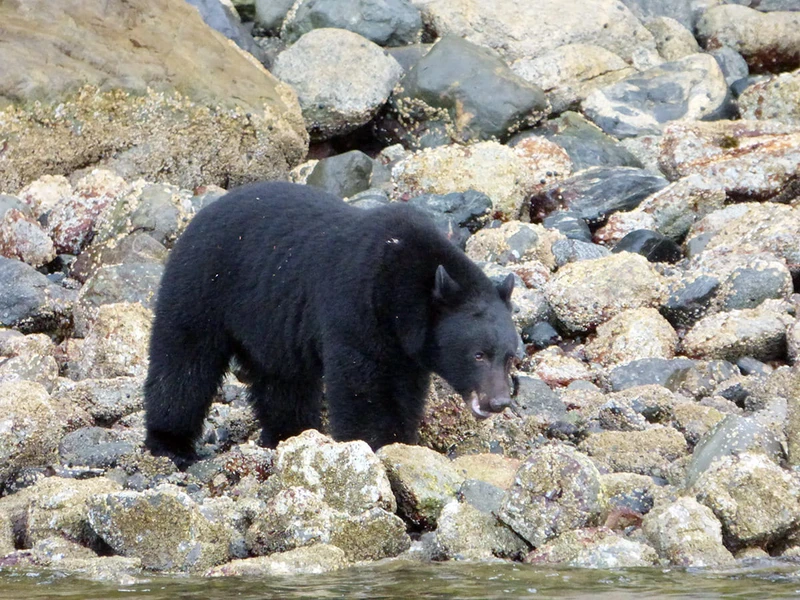 5d1de7ac5b690tofino black bear min