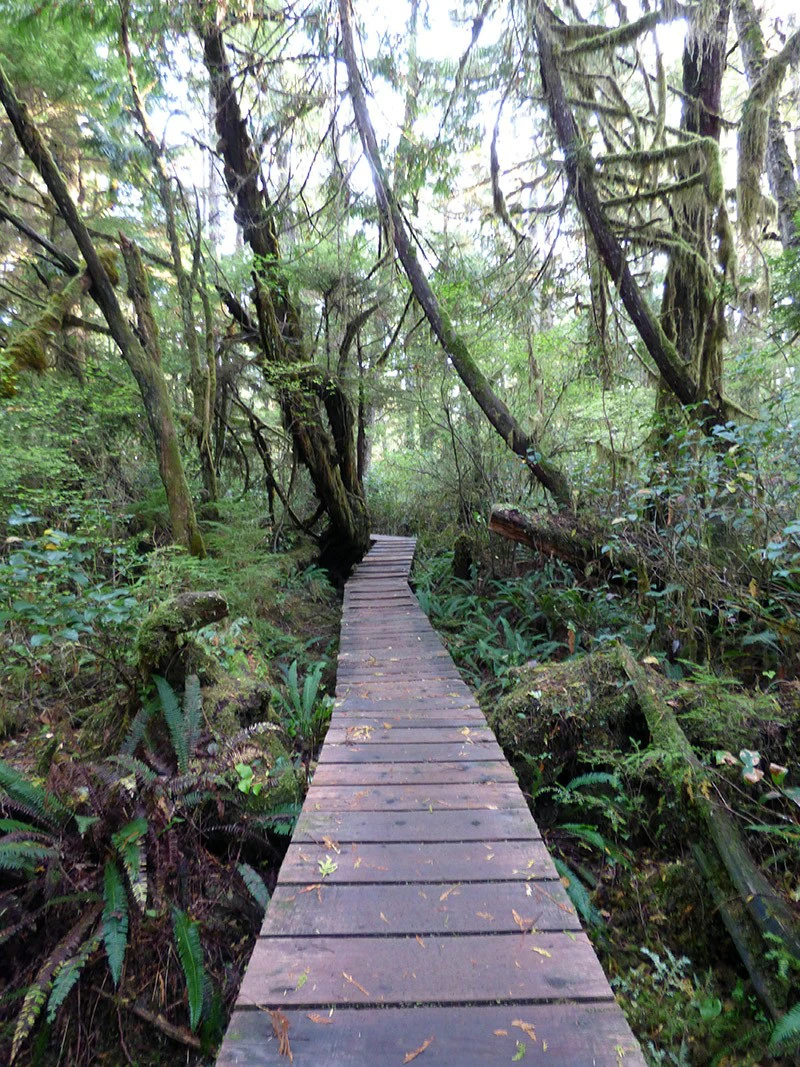 5d1de7ad4b801tofino rainforest boardwalk