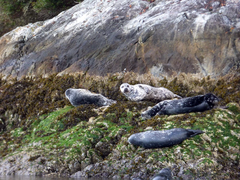 5d1de7ae13909tofino harbour seals min