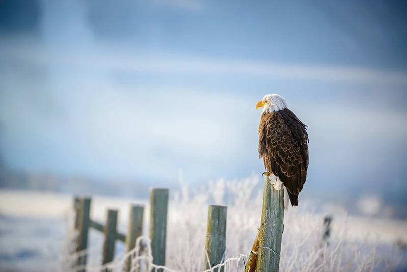 5d1de7b95569ebald eagle in yellowstone