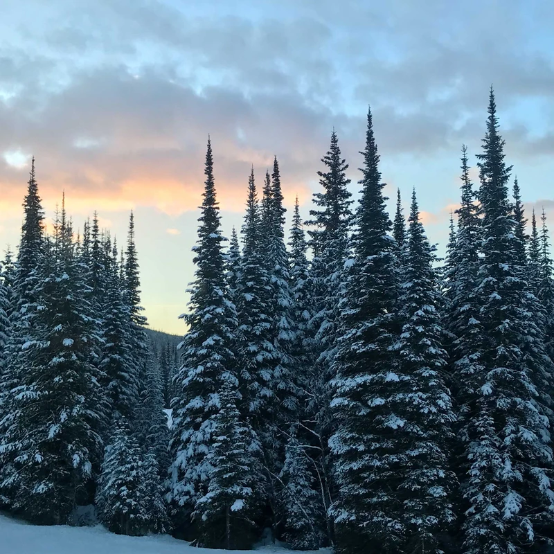 5d1de7f781aa5andrew broughton sun peaks trees