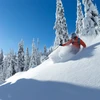 5d25baa719c02big red cats bluebird powder