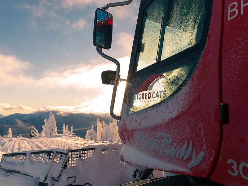 5d25baa797b98big red cats cat close up