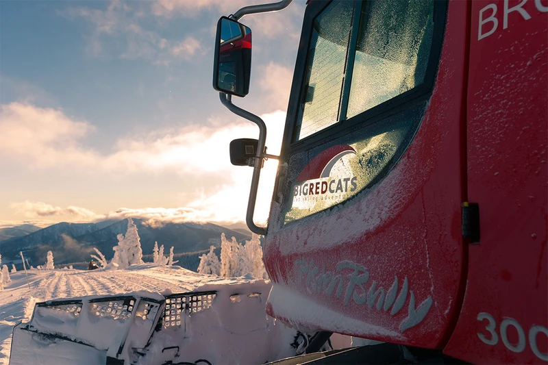 5d25baa797b98big red cats cat close up