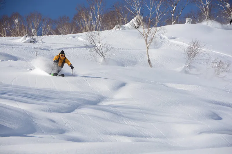 Niseko Weiss Powder Cats