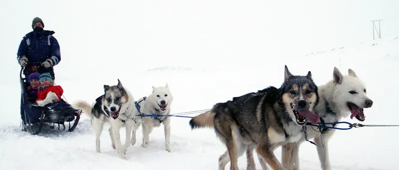 5d270b338d12ageilo dogsledding 21x9