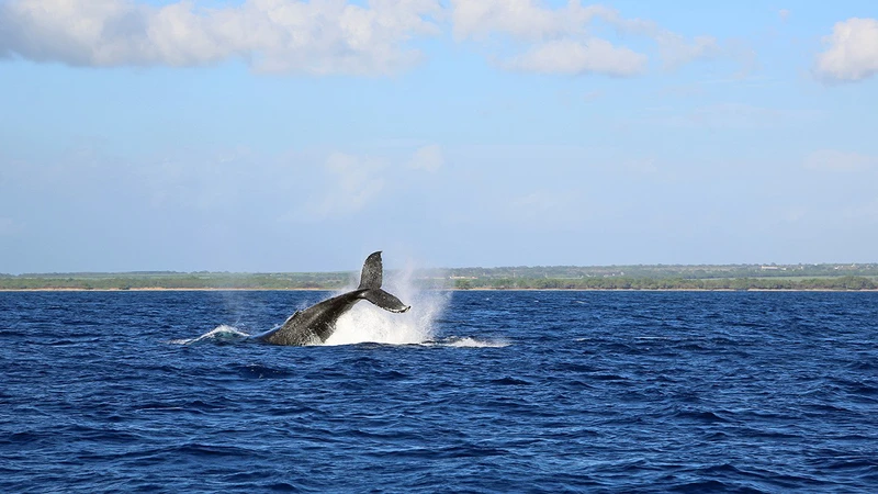 Hawaii Whale Watching
