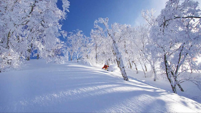 Nozawa Onsen Powder Bluebird