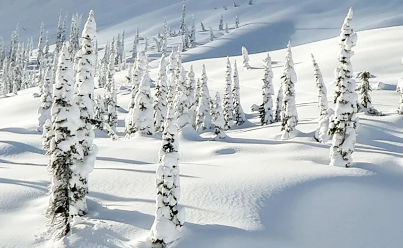 Paul Beard - Fernie - 23 Jan 2020 - Lizard Bowl, Fernie