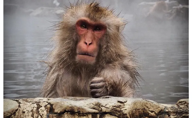 Jacqui Skoyles - Japan - 20 Feb 2018