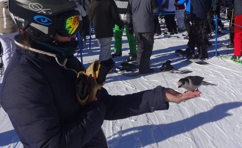 Mark Chorley - Whistler