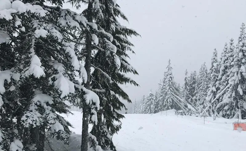 Neil Amos - Whistler