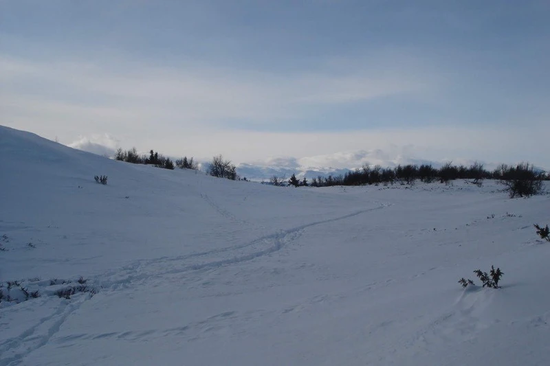 Carina Wilthal - Cover Photo