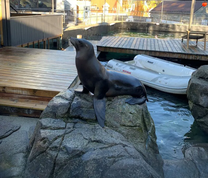 6464d879e6ebb Sea Lion in Bergen Aquarium