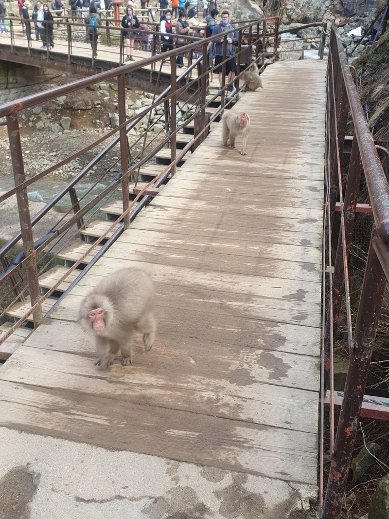 64de2f14a736b Snow monkeys in Jigokudani