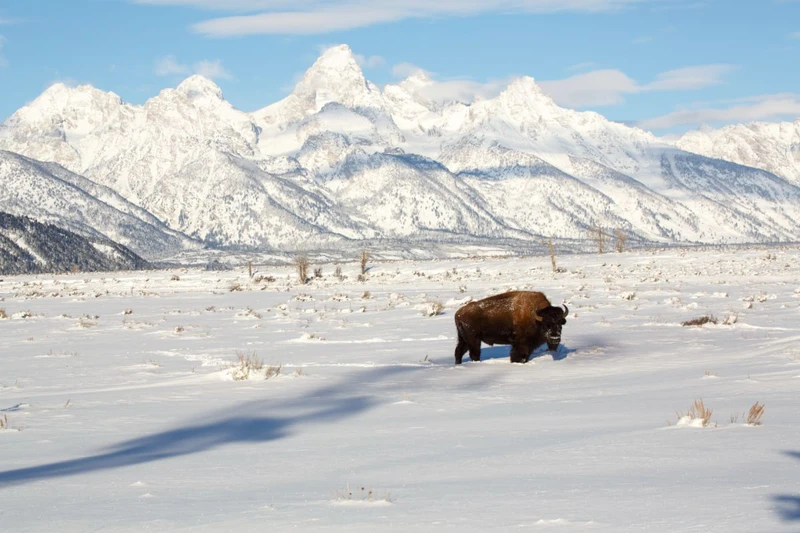 653a2e192454a20141227 bison2