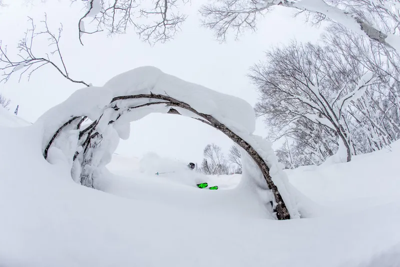 6543a6d9db9c5 Skier Through the Trees in Kiroro Will Wissman