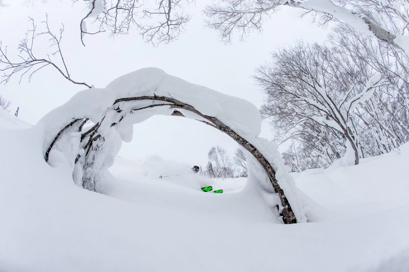 6543a6d9db9c5 Skier Through the Trees in Kiroro Will Wissman