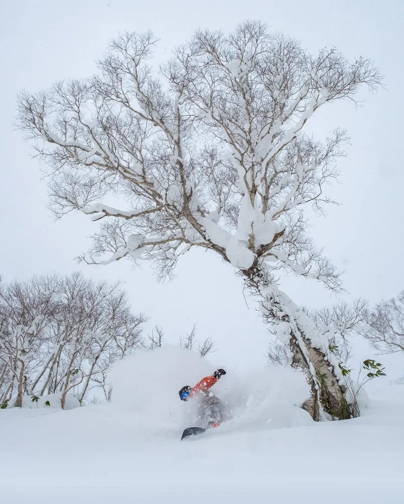 655dc51edb491 Niseko Powder Boarding in the Trees